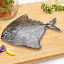 Black Pomfret /Avoli - Indian Ginger