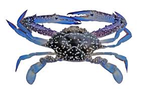 Blue Swimming Crab - Indian Ginger