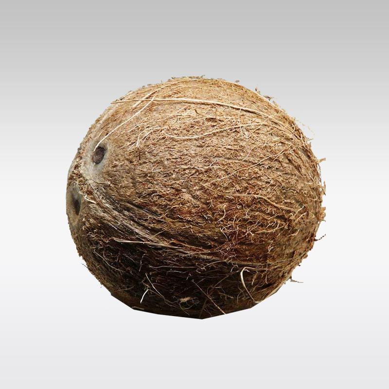 Coconut (Single) - Indian Ginger