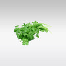 Fresh Coriander (Bunch) - Indian Ginger